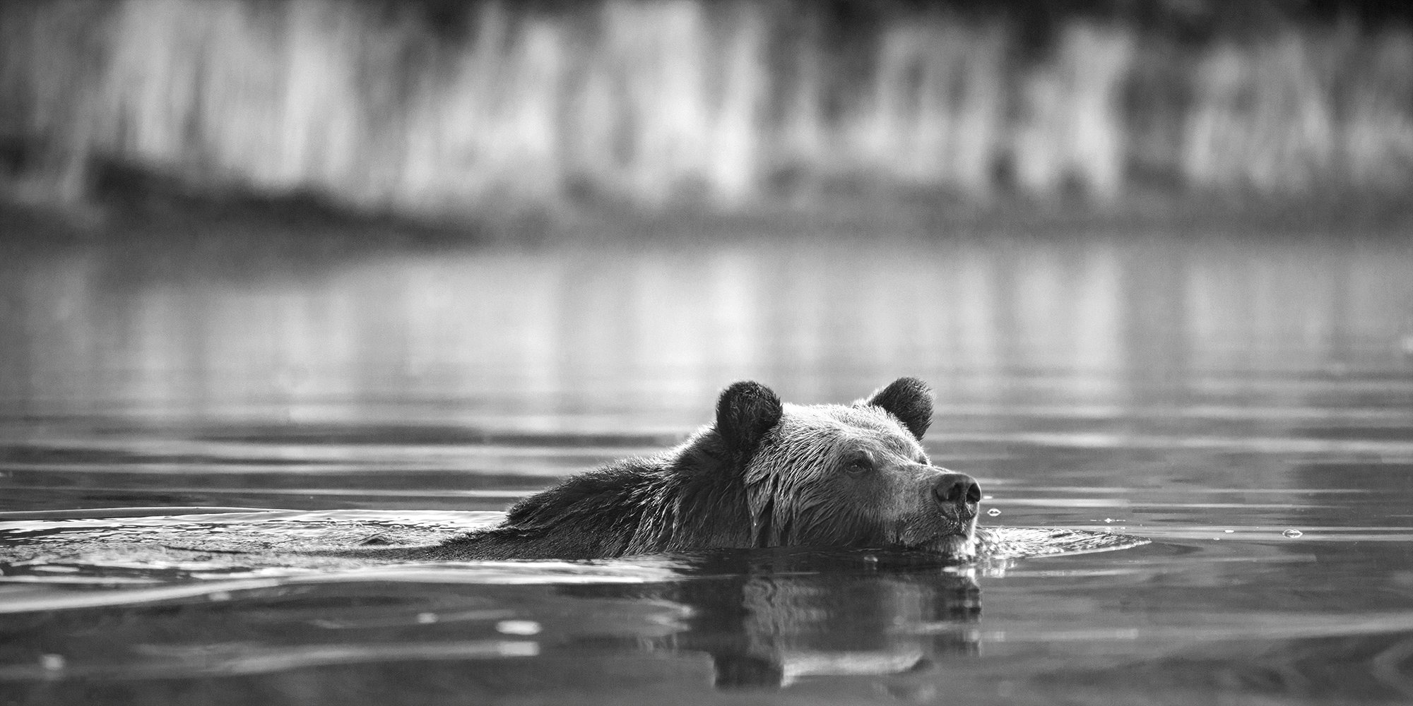 A Swimming Grizzly