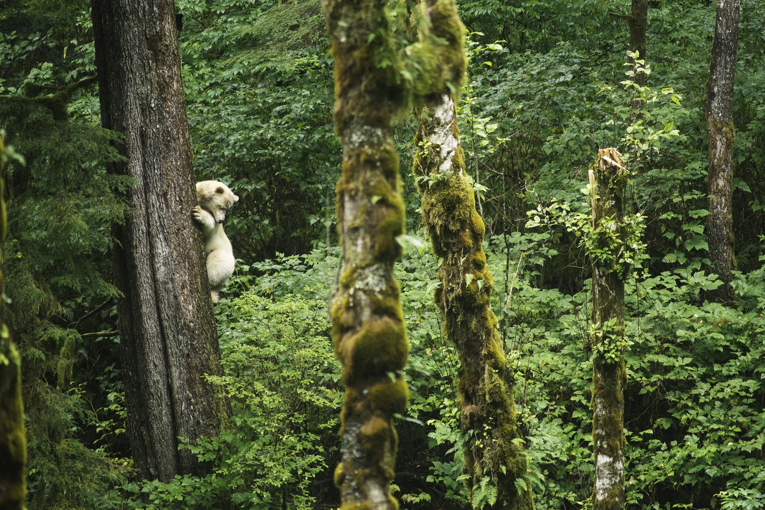 A young bear cub climbing a tree in a lush, green forest with moss-covered trees and dense foliage.