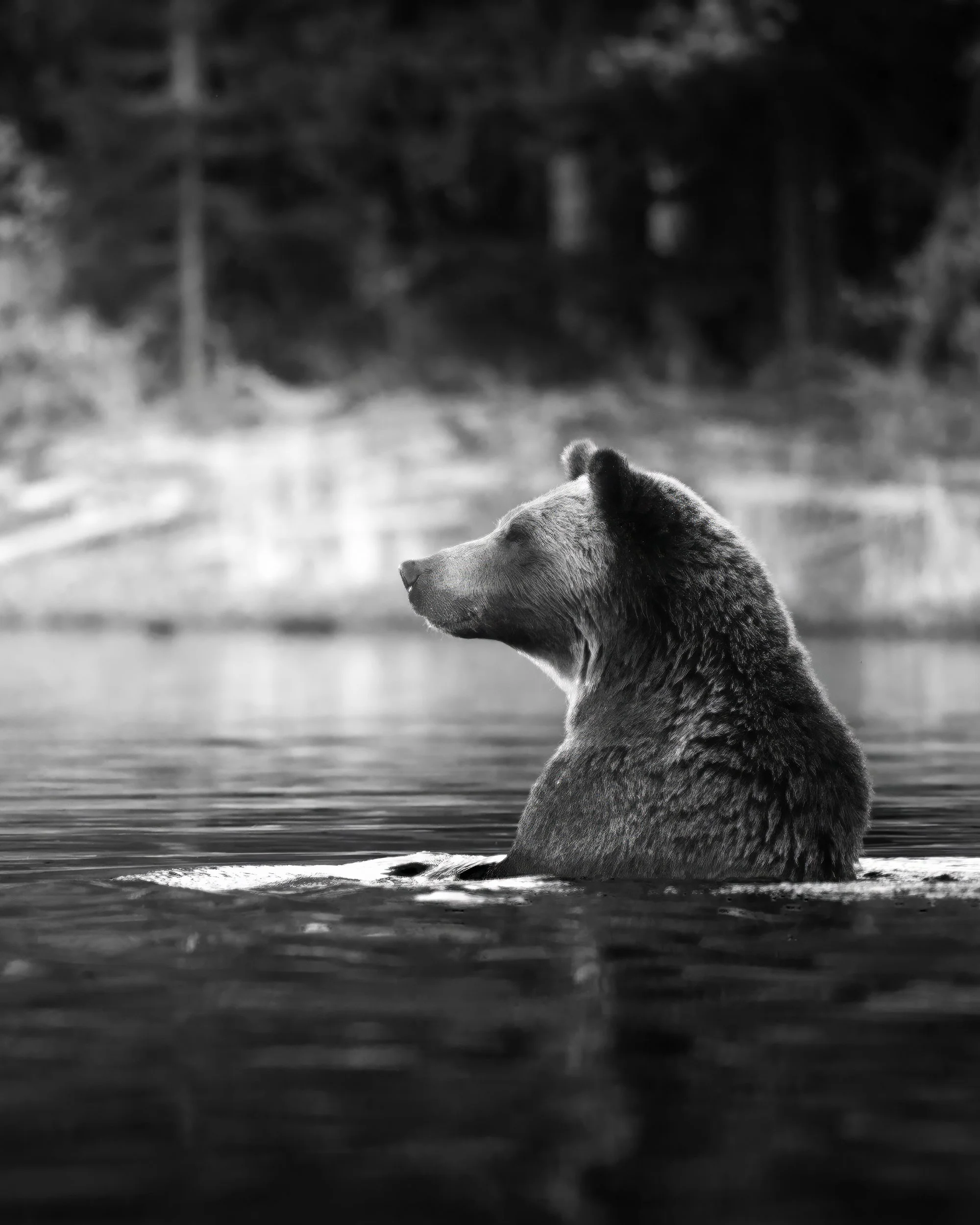 **Alt text:** `Black bear swimming through calm water with forested shoreline in the background, black and white fine art photography