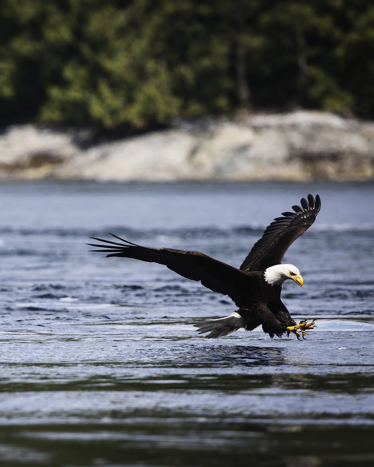 A bald eagle swooping down over a body of water with its talons extended.