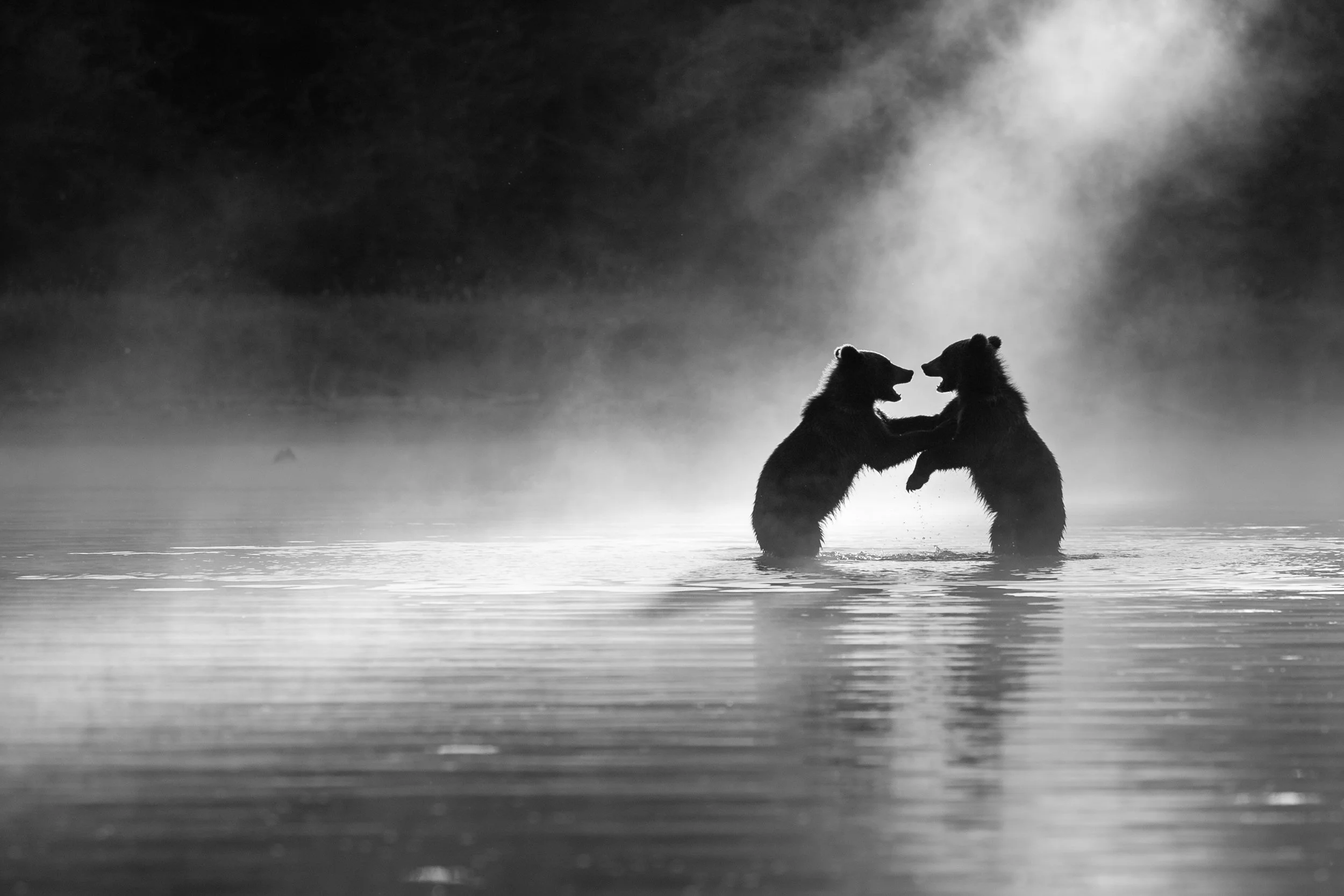 Two grizzly bear cubs standing on hind legs play-fighting in a misty river at sunset, black and white fine art photography