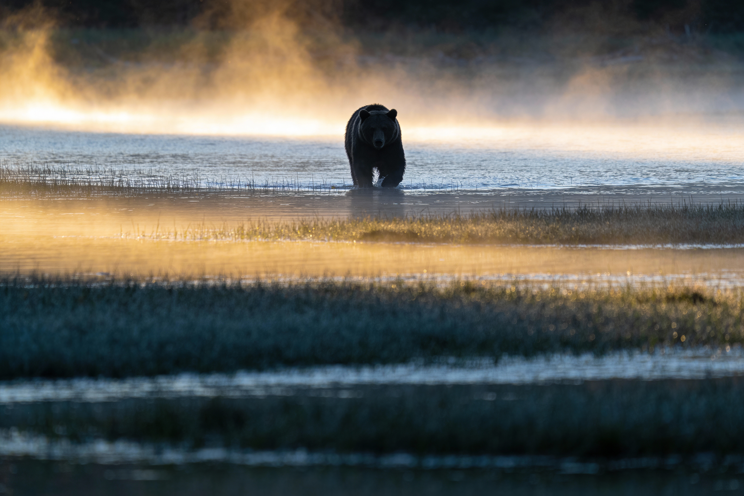 A grizzly bear walking through a shallow marsh or lake at dawn or dusk, with mist or steam rising in the background.