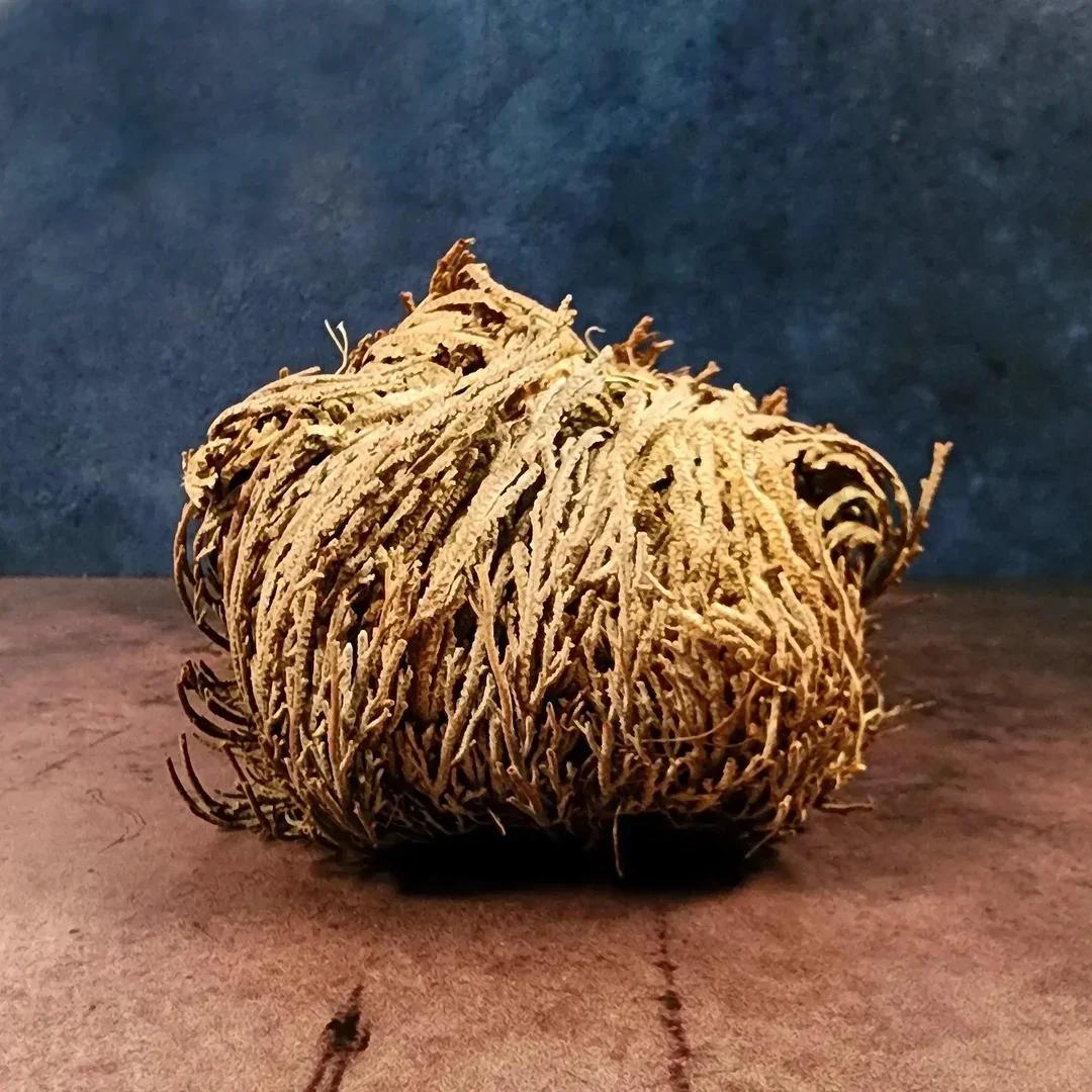 rose-of-jericho-plant-for-abundance-protection-and-blessings-art-of-the-root-1.webp