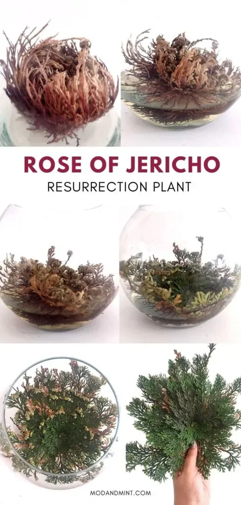 rose-of-jericho-care-tall-488x1024.jpg.webp