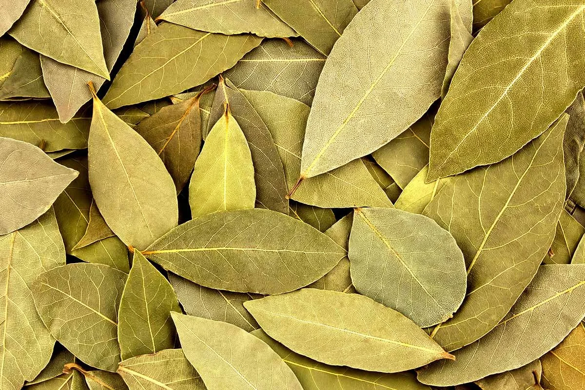 Dried-Bay-Leaves.jpg
