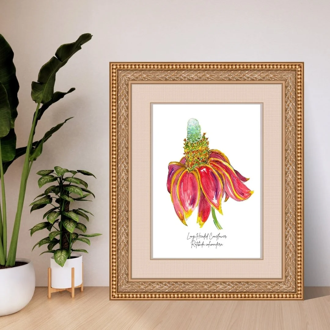 Long Headed Coneflower - Ratibida columnfera Wildflower Print
