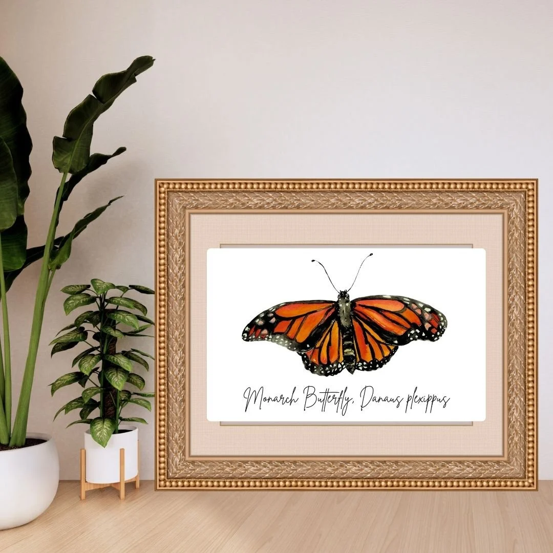 Monarch Butterfly - Minnesota State Symbols