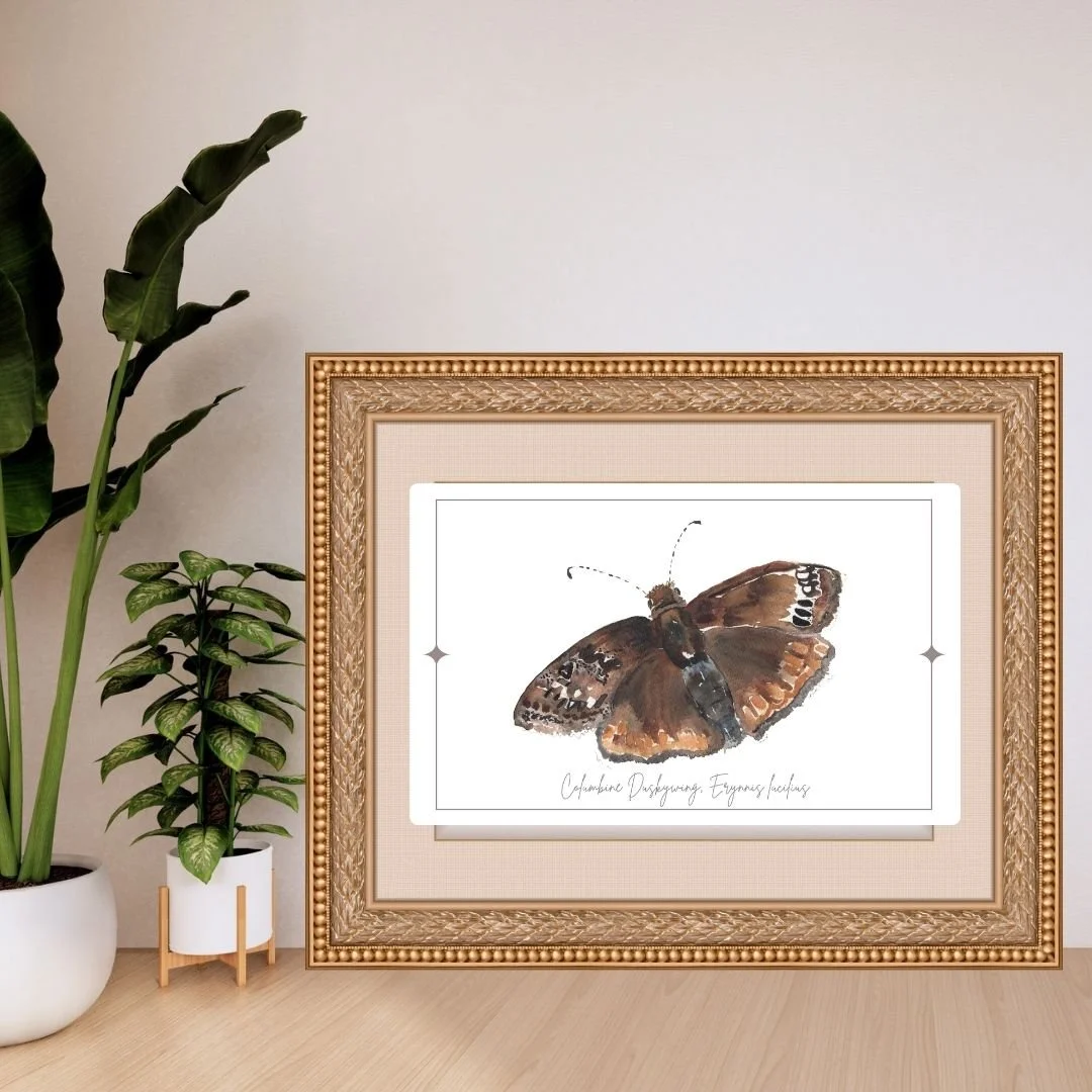 Columbine Duskywing- Erynnis lucilius Butterfly Print