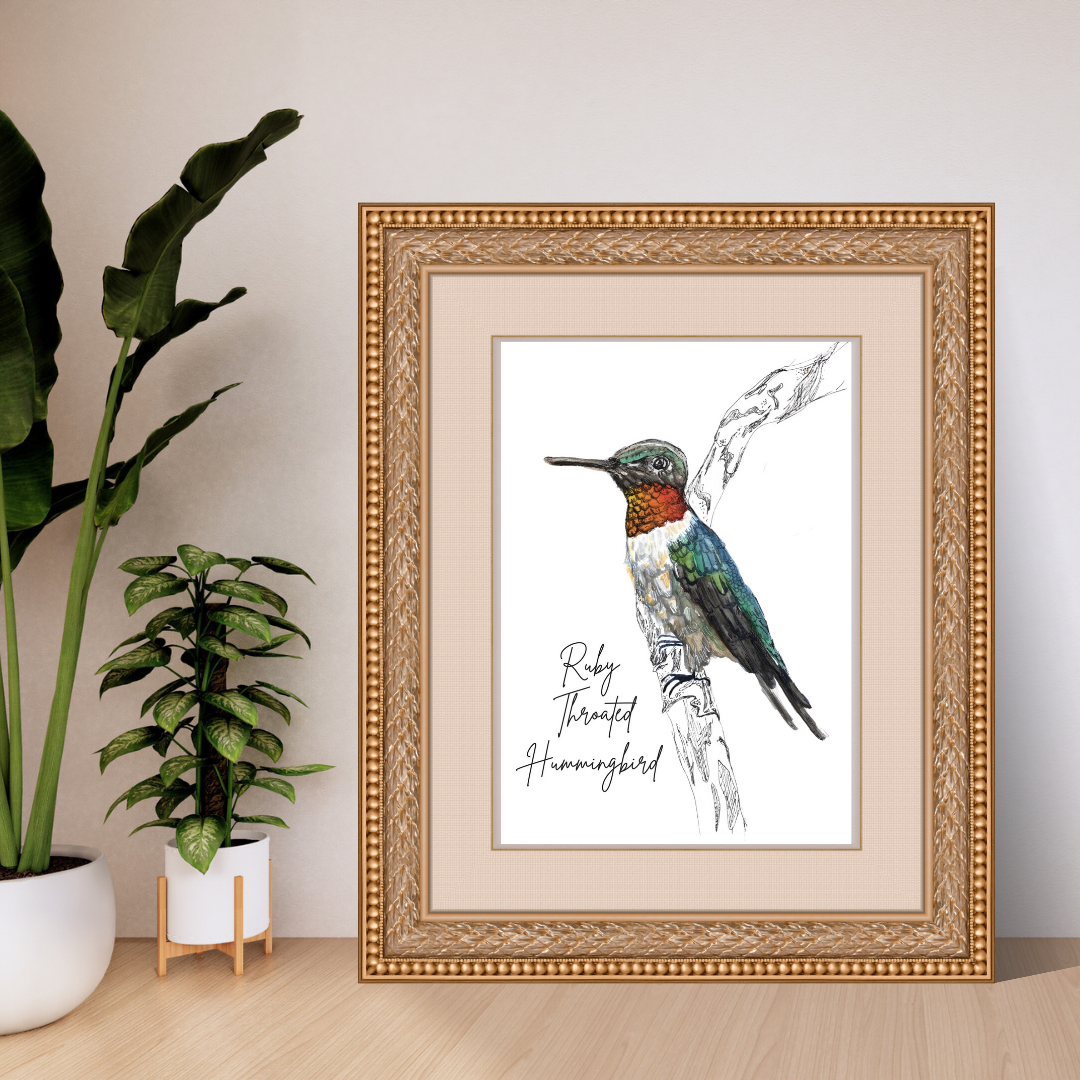 Ruby Throated Hummingbird (Archilochus colubris) Art Print