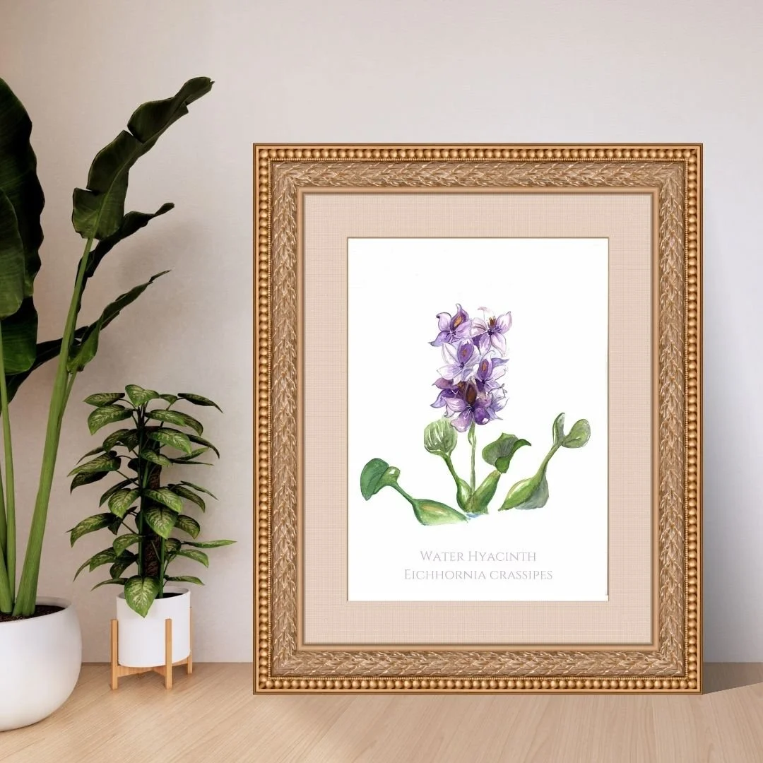 Water Hyacinth -Eichhornia crassipes Flower Print