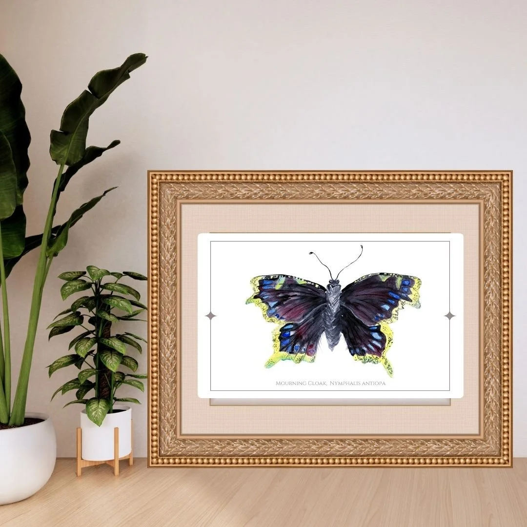 Mourning Cloak - Nymphalis antiopa Butterfly Print