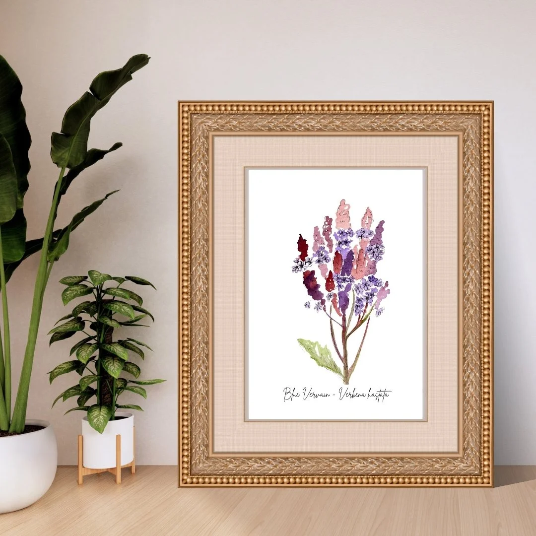 Blue Vervain - Verbena hastata Wildflower Print