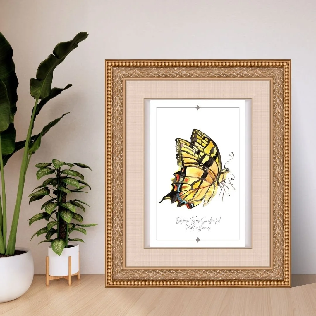 Eastern Tiger Swallowtail - Papilio glaucus Butterfly Print