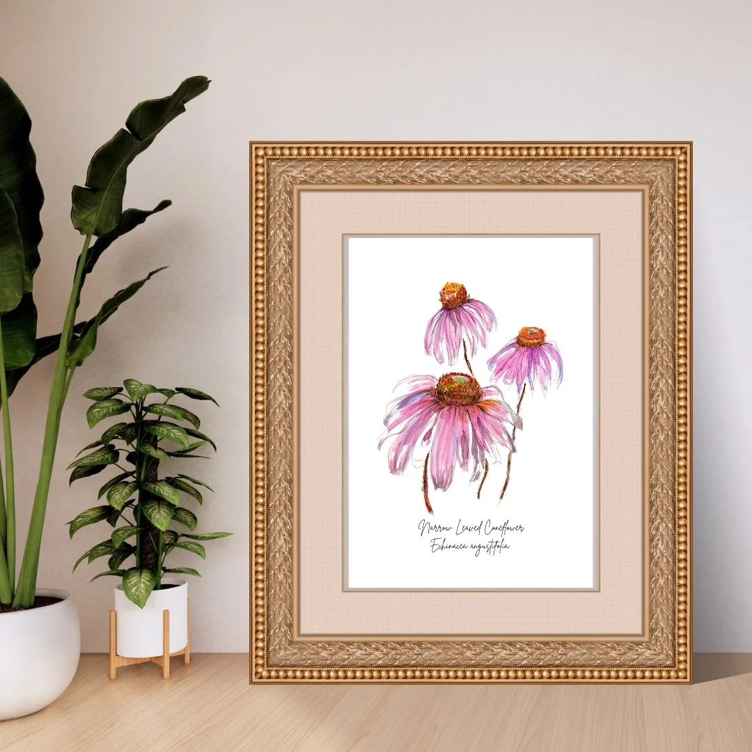 Narrow Leaved Coneflower - Echinacea angustifolia Wildflower Print