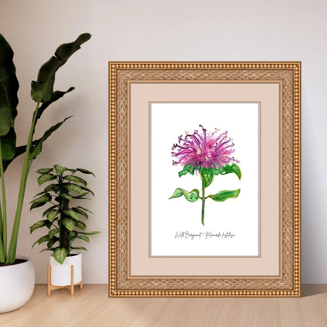 Wild Bergamot - Monarda fistulosa Wildflower Print