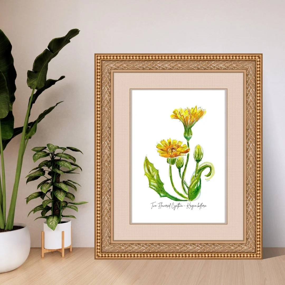 Two Flowered Cynthia - Krigia biflora Wildflower Print