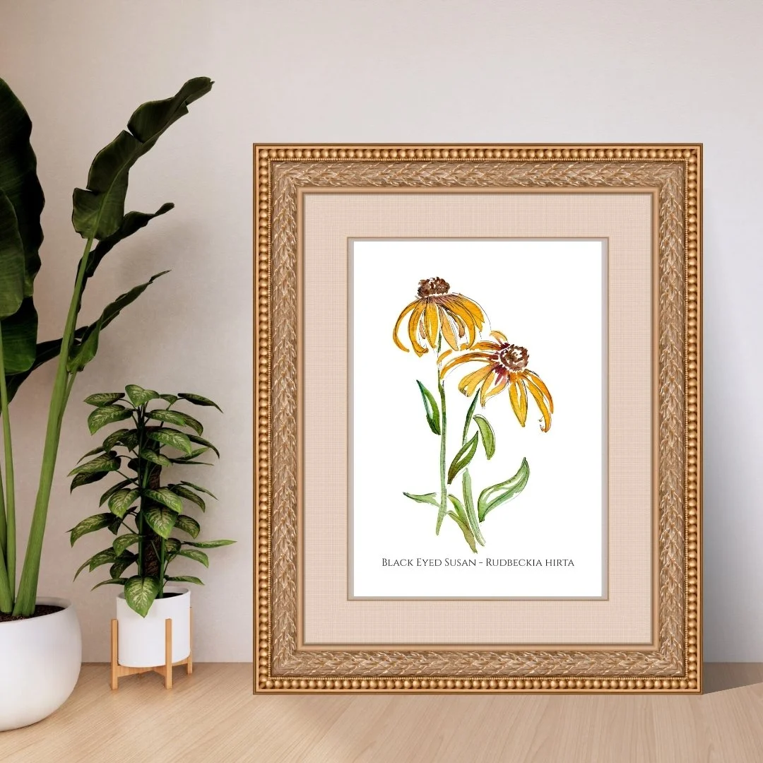 Black Eyed Susan - Rudbeckia hirta Wildflower Print