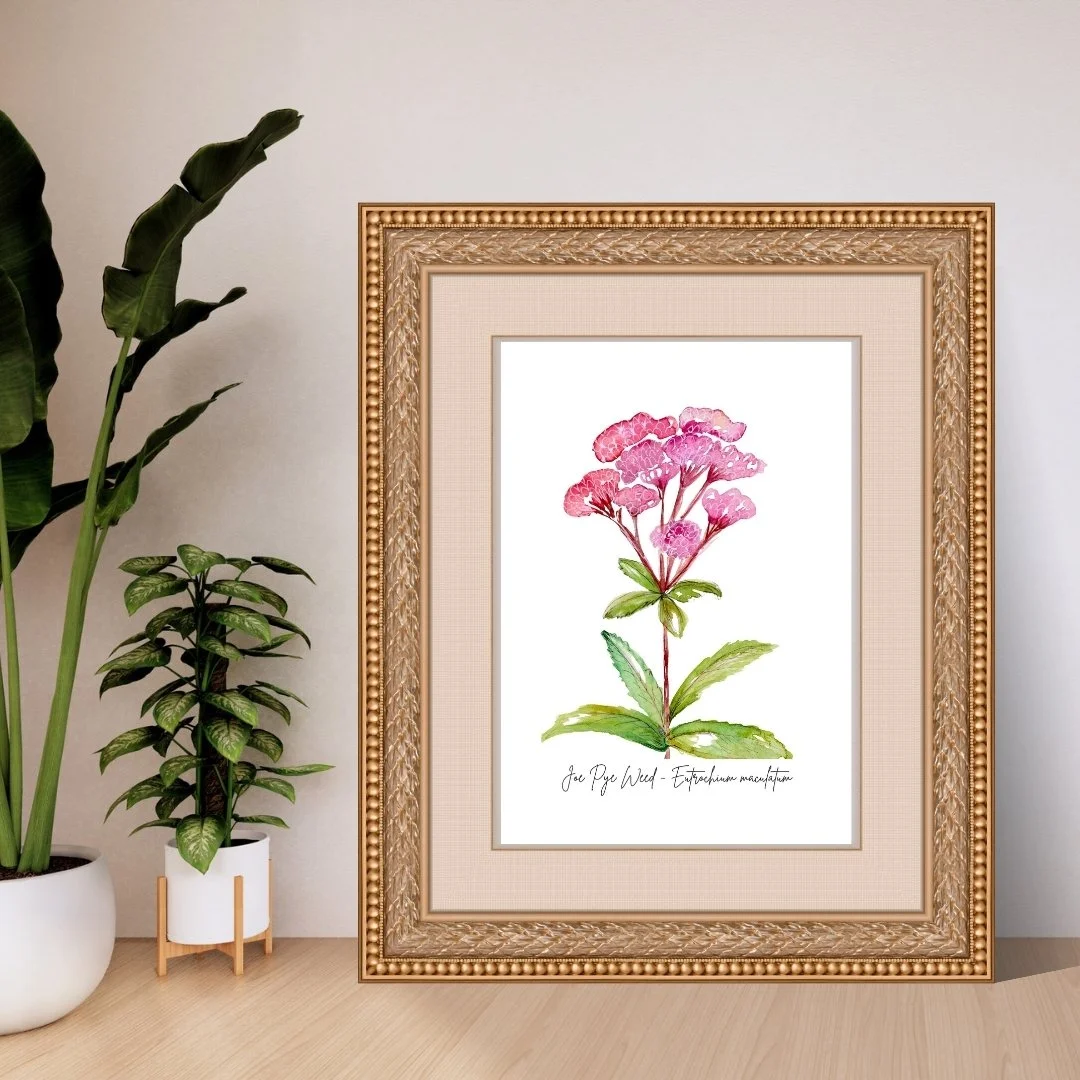 Joe Pye Weed - Eutrochium maculatum Wildflower Print