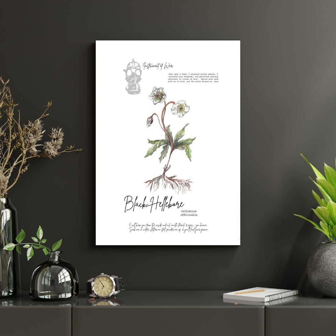 Poisonous Plant- Black Hellebore