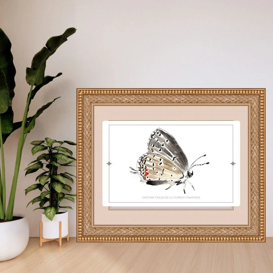 Eastern Tailed Blue -Cupido comyntas Butterfly Print