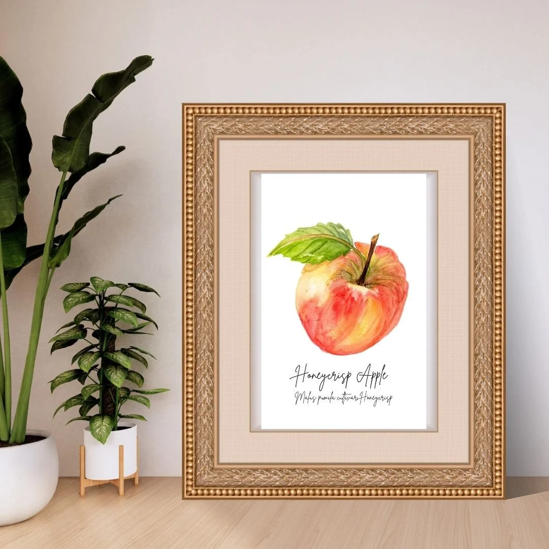 Honeycrisp Apple - Minnesota State Symbols