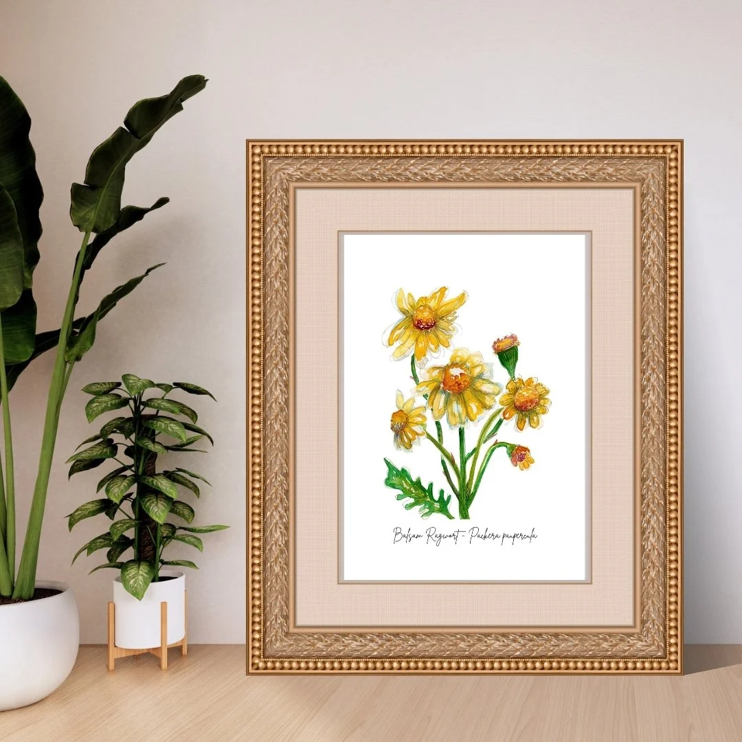 Balsam Ragwort - Packera paupercula Wildflower Print