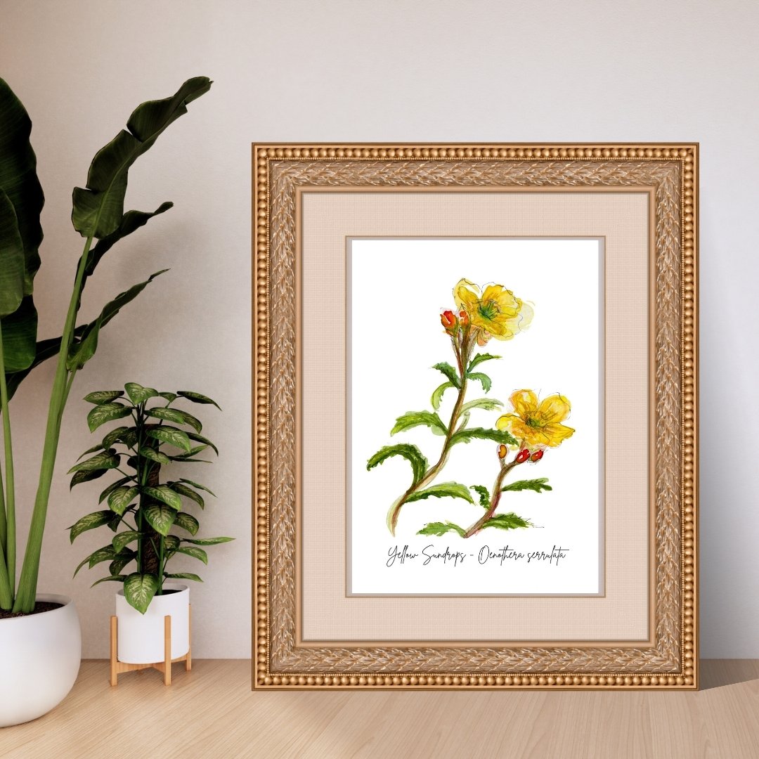 Yellow Sundrops - Oenothera serrulata Wildflower Print