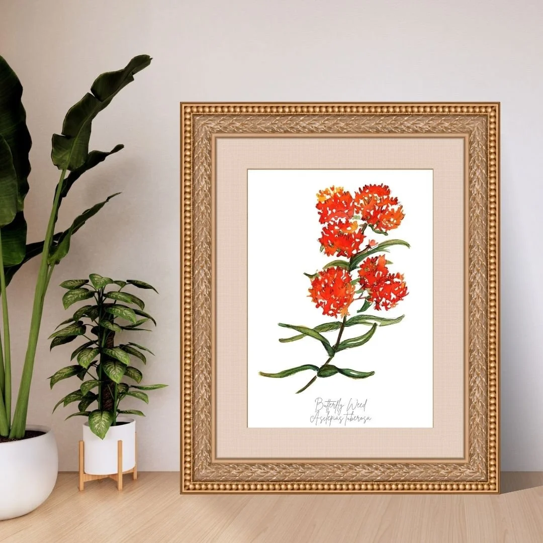 Butterfly Weed -Asclepias tuberosa Wildflower Print