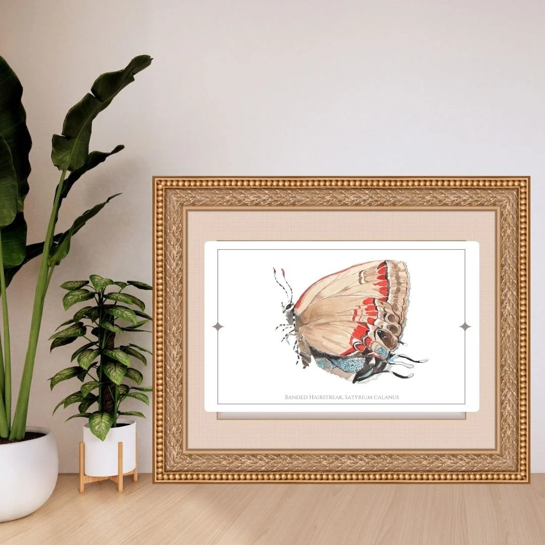 Banded Hairstreak - Satyrium calanus Butterfly Print