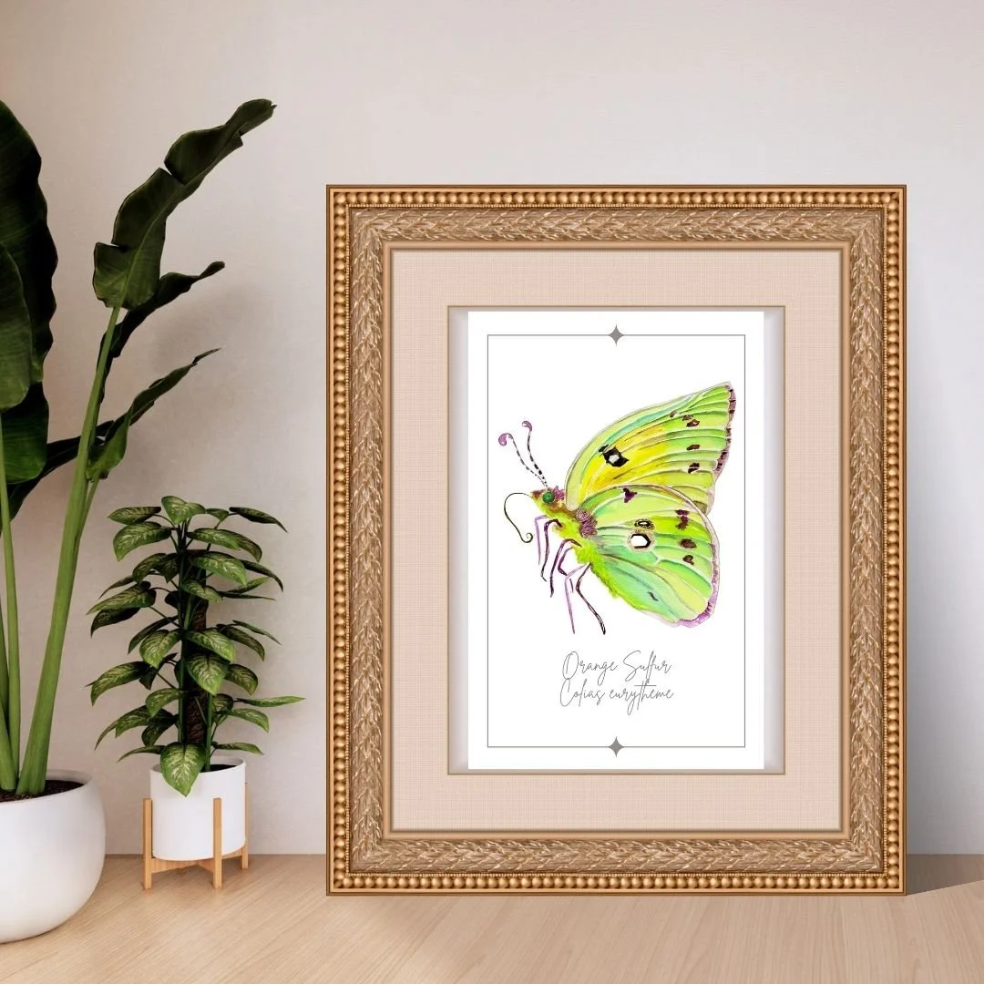 Orange Sulfur - Colias eurytheme Butterfly Print