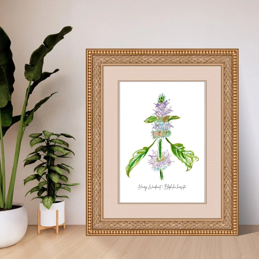 Hairy Woodmint - Blephilia hirsuta Wildflower Print