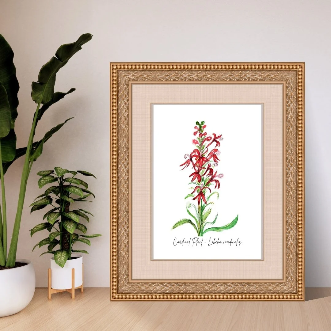 Cardinal Plant - Lobelia cardinalis Wildflower Print