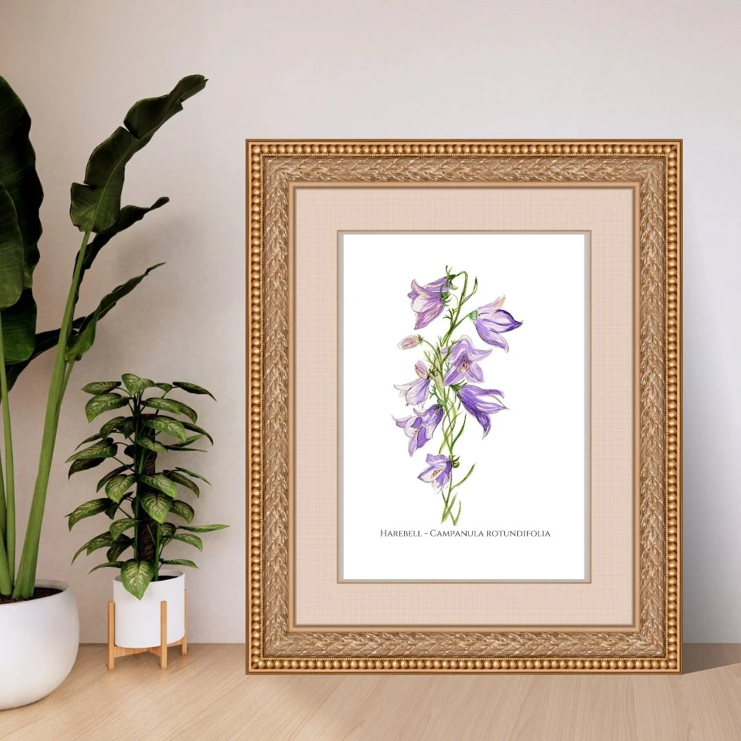 Harebell - Campanula rotundifolia Wildflower Print