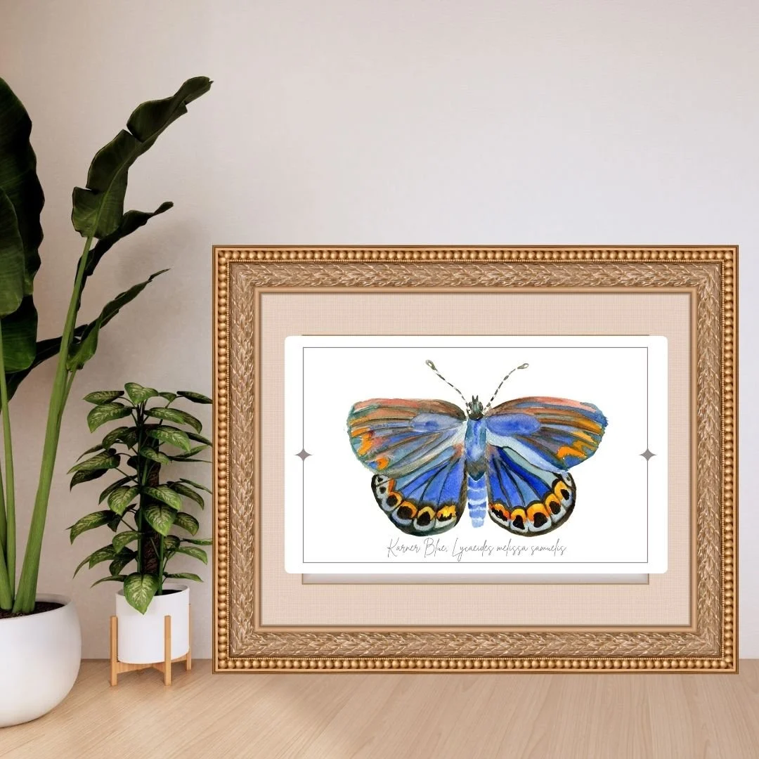 Karner Blue- Lycaeides melissa samuelis Butterfly Print