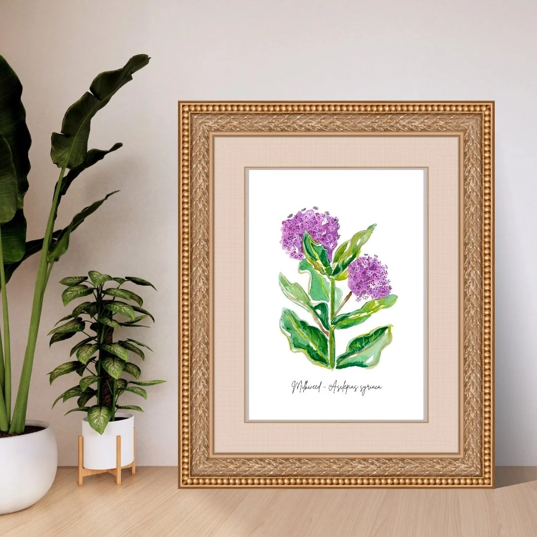 Common Milkweed - Asclepias syriaca Wildflower Print