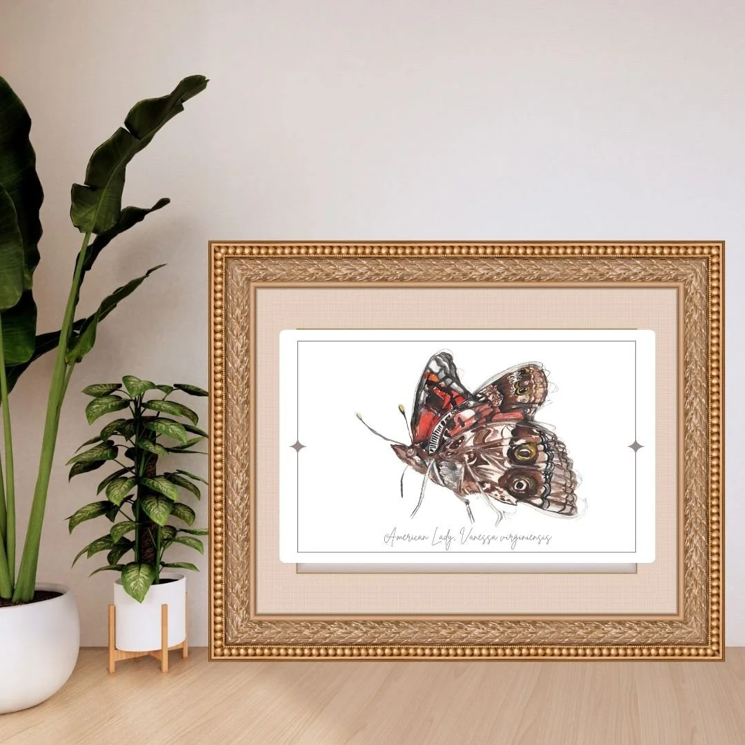American Lady - Vanessa virginiensis Butterfly Print