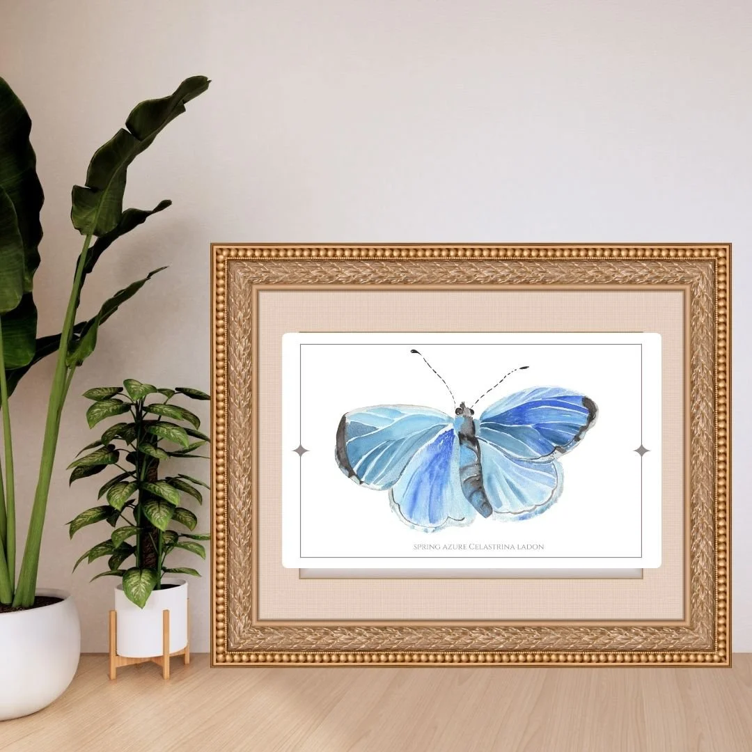 Spring Azure - Celastrina ladon Butterfly Print