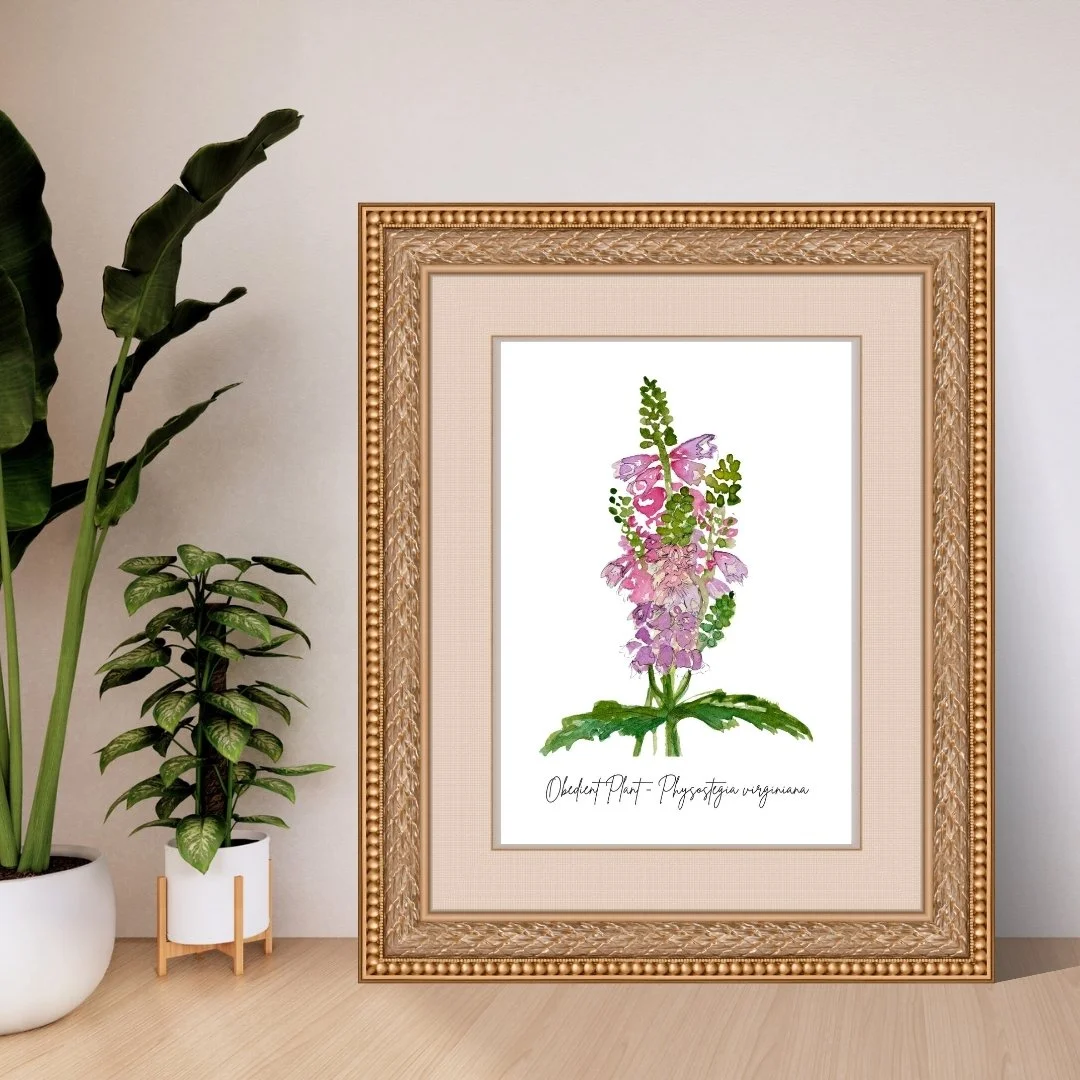 Obedient Plant - Physostegia virginiana Wildflower Print - 2
