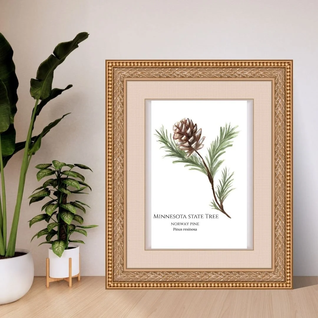 Norway Pine - Minnesota State Symbols