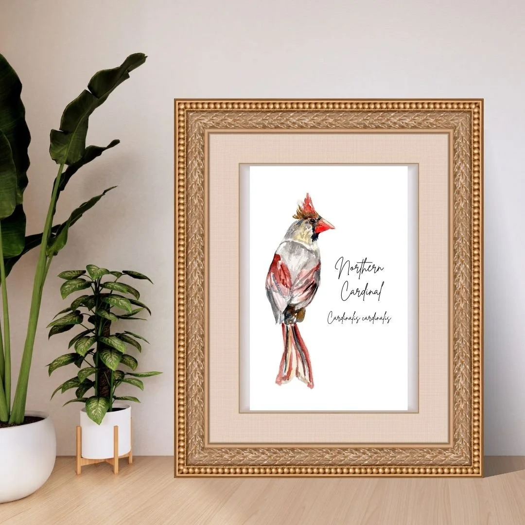 Northern Cardinal Art Print