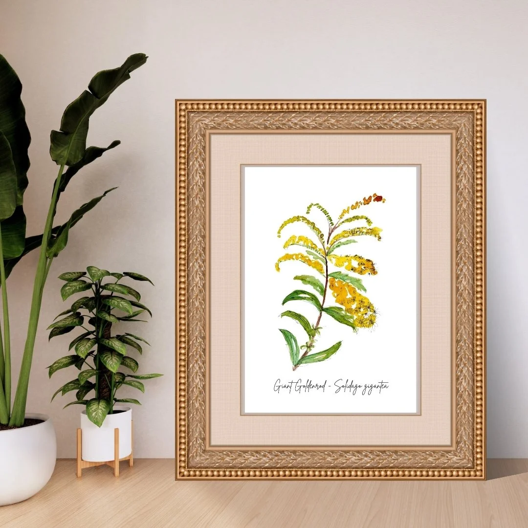 Giant Goldenrod - Solidago gigantea Wildflower Print
