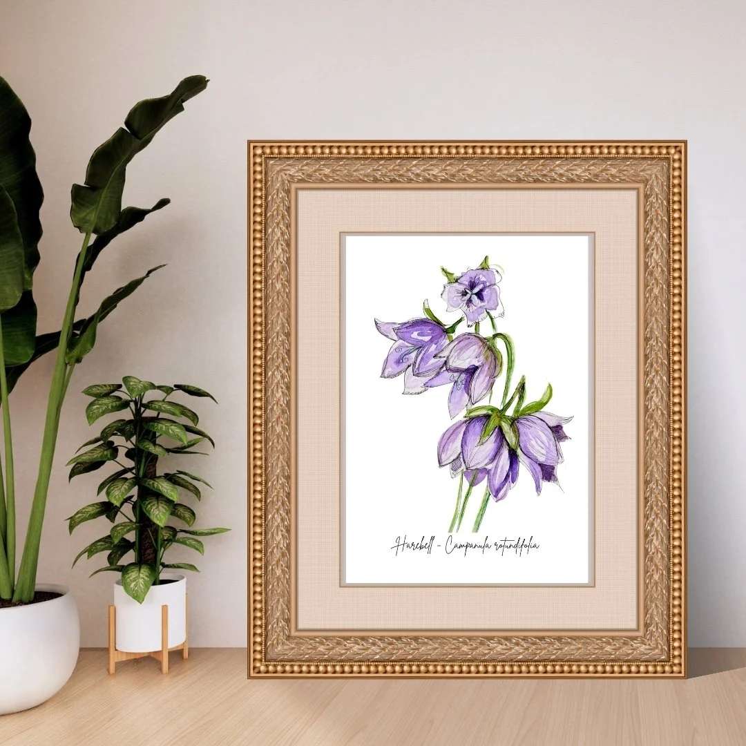Harebell - Campanula rotundifolia Wildflower Print - 2