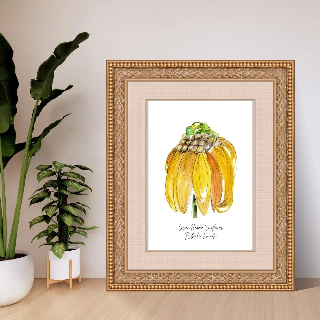 Green Headed Coneflower - Rudbeckia laciniata Wildflower Print - 2