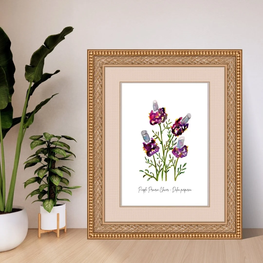 Purple Prairie Clover - Dalea purpurea Wildflower Print