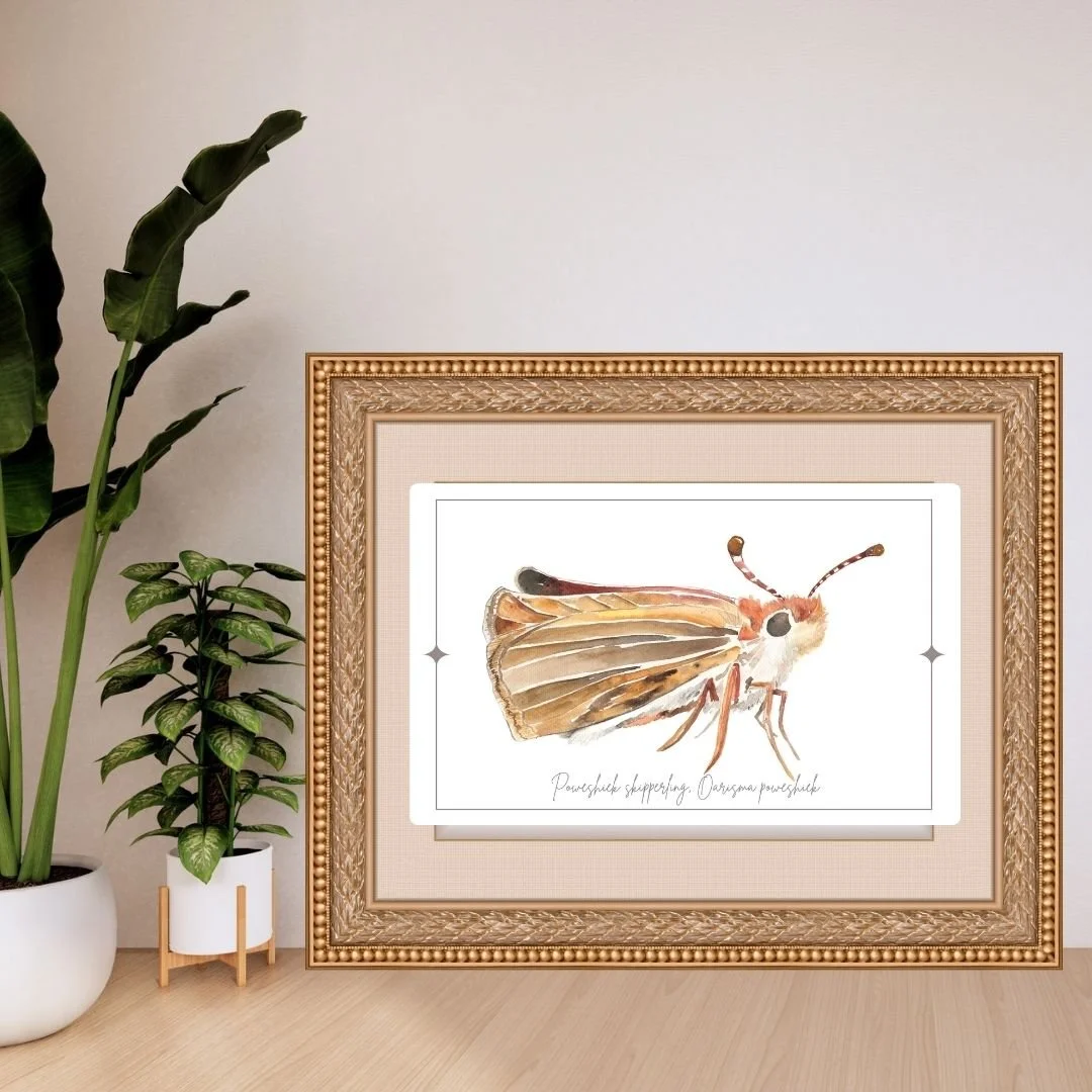Poweshiek Skipperling- Oarisma poweshiek Butterfly Print