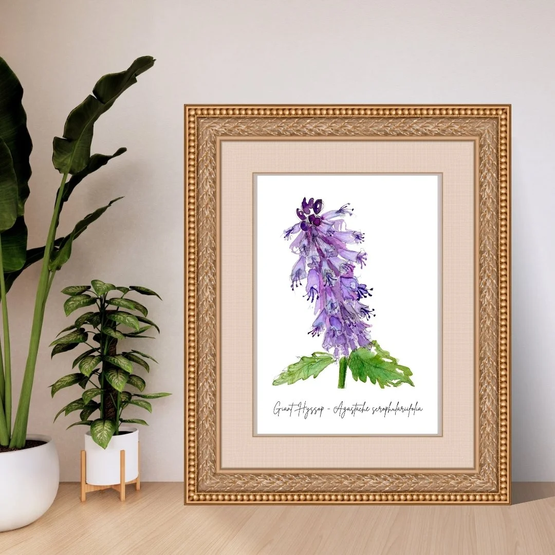 Giant Purple Hyssop - Agastache scrophulariifolia Wildflower Print