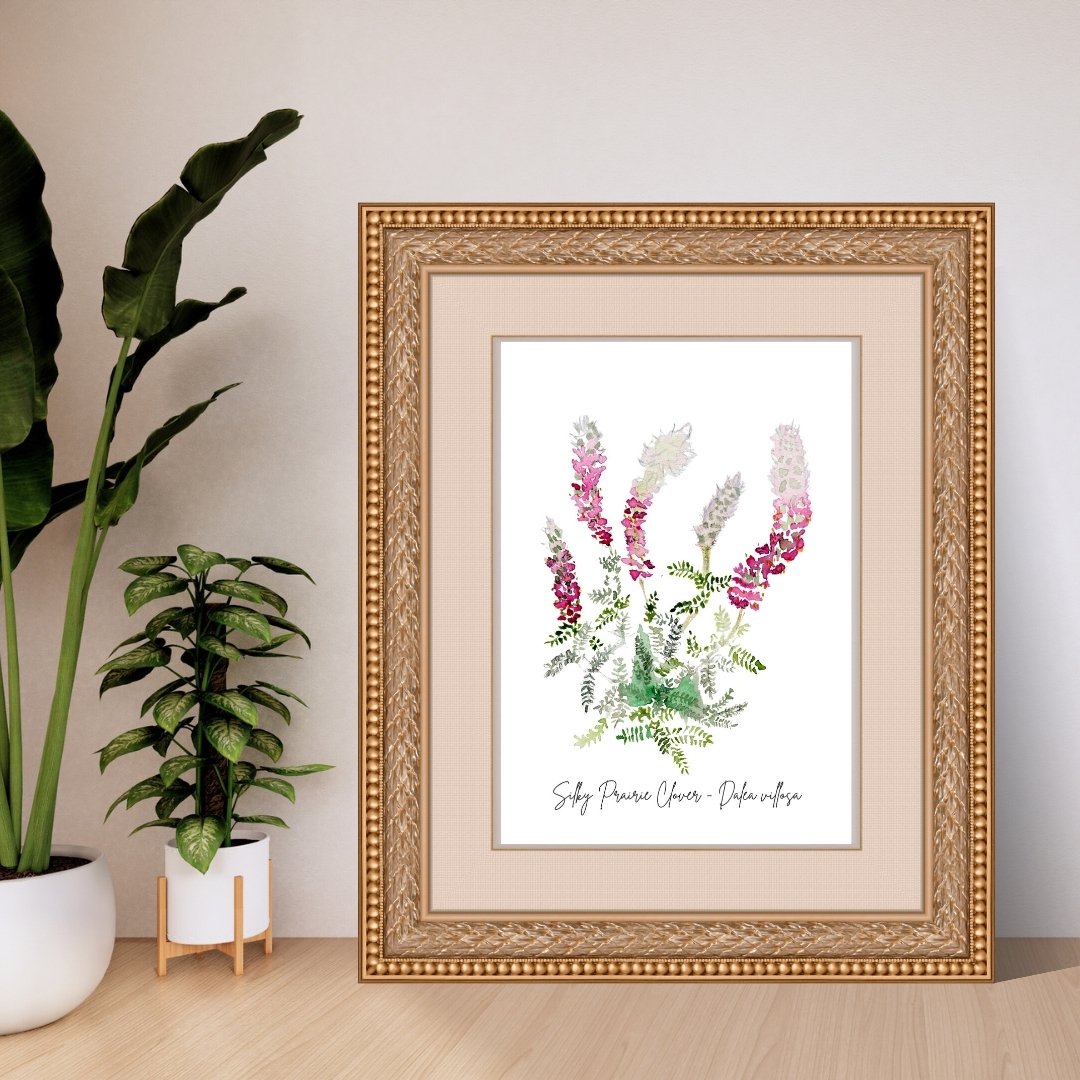 Silky Prairie Clover - Dalea villosa Wildflower Print
