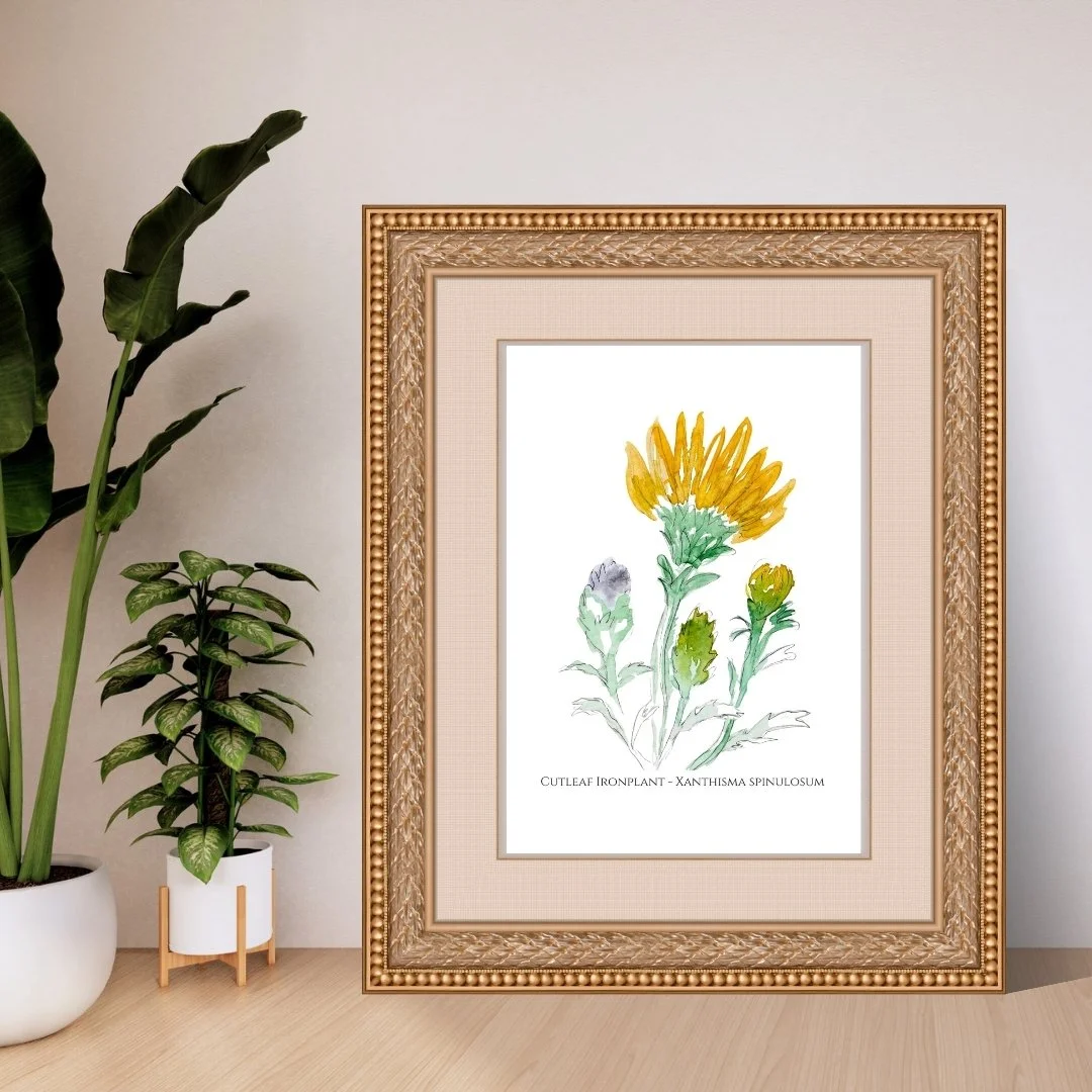 Cutleaf Ironplant - Xanthisma spinulosum Wildflower Print
