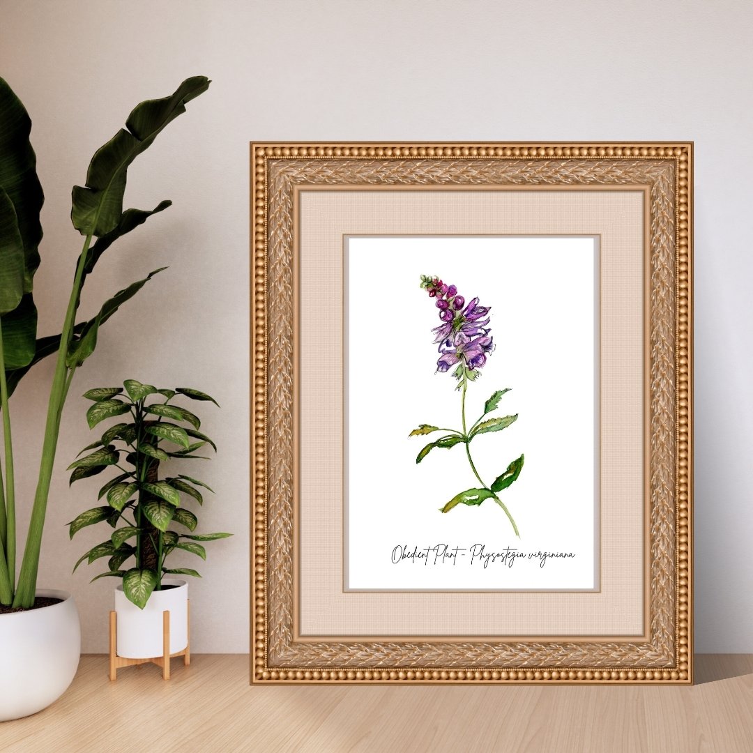 Obedient Plant - Physostegia virginiana Wildflower Print