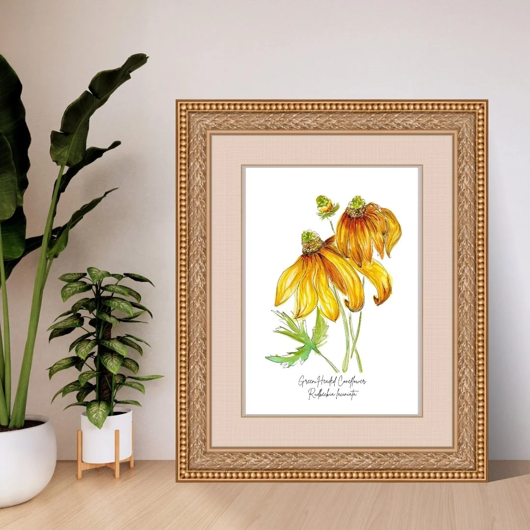Green Headed Coneflower - Rudbeckia laciniata Wildflower Print